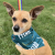 PFLAG dog